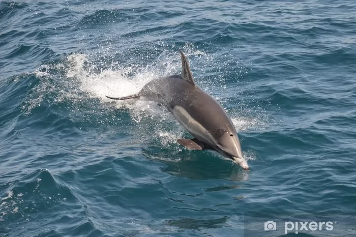 Dolphin Island Boat Tour